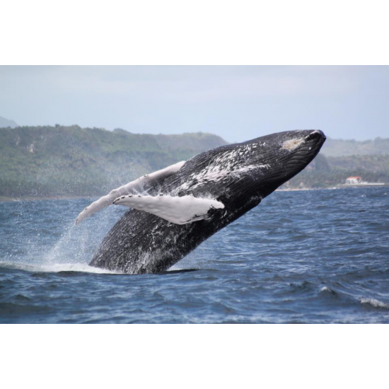 Full Day Ballenas, Pingüinos y Glaciares