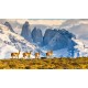 Full Day Torres del Paine