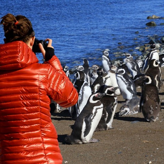 Pingüinos Isla Magdalena